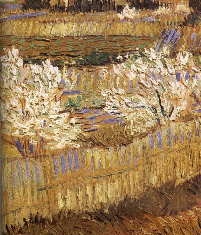 Vincent Van Gogh Detail of blooming peach oil painting picture